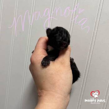 Domestic Short Hair Cats Available for Adoption - Shrub Litter:  Magnolia | PetCurious