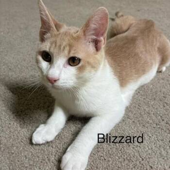 Blizzard -  Domestic Short Hair Cat for Adoption in Lakewood, Colorado - Blizzard | PetCurious