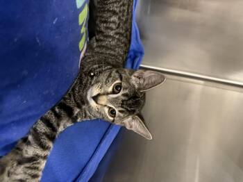 Clove -  Domestic Short Hair Cat for Adoption in South Pasadena, California - Clove | PetCurious