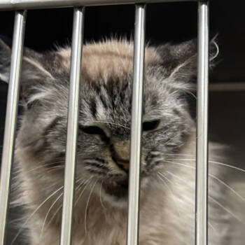 Rescue Siamese Cats for Adoption in Merrifield, Virginia - Memow Bedford | PetCurious