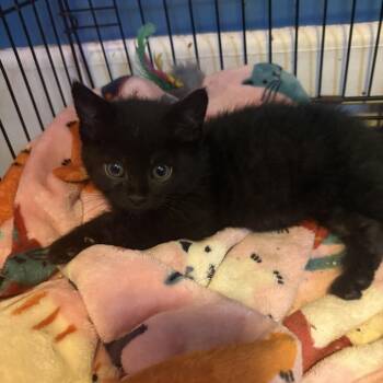 Naomi -  Domestic Short Hair Cat for Adoption in Johnstown, Pennsylvania - Naomi | PetCurious