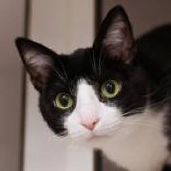 Domestic Short Hair Cats Available for Adoption in Hilliard, Ohio - Milk  | PetCurious