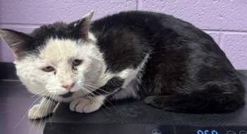 Domestic Medium Hair Cats Available for Adoption - Rascal | PetCurious