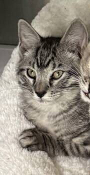 Octavius -  Domestic Short Hair Cat for Adoption in Evergreen, Colorado - Octavius | PetCurious