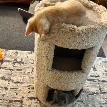 Summer Sunshine -  Domestic Short Hair Cat for Adoption in Normal, Illinois - Summer Sunshine | PetCurious