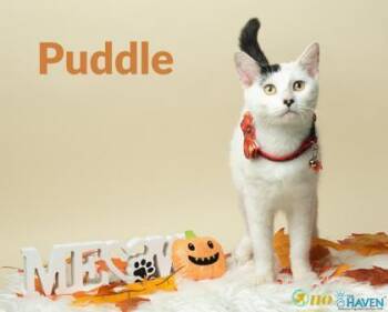 Puddle -  Domestic Short Hair Cat for Adoption in Fairhope, Alabama - Puddle | PetCurious
