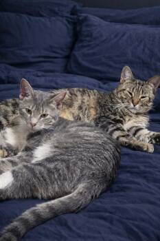 Domestic Short Hair Cats Available for Adoption - Diamond & Linus | PetCurious
