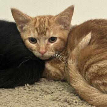 Outrageous Orange -  Domestic Short Hair Cat for Adoption in Walnut Creek, California - Outrageous Orange | PetCurious