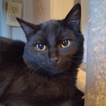 Rescue Domestic Short Hair Cats for Adoption in Marion, Illinois - Gatsby | PetCurious