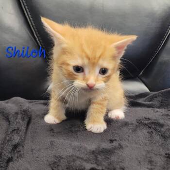 Domestic Short Hair Cats Available for Adoption in Parkersburg, West Virginia - Shiloh | PetCurious