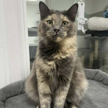 Domestic Medium Hair Cats Available for Adoption in Rushville, Illinois - Smoke | PetCurious