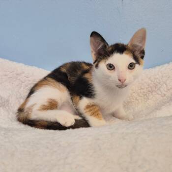 Riddle -  Domestic Short Hair Cat for Adoption in Wahiawa, Hawaii - Riddle | PetCurious