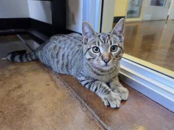 LUCA -  Domestic Short Hair Cat for Adoption in Santa Clara, California - LUCA | PetCurious