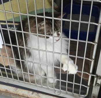 Domestic Short Hair Cats Available for Adoption in Montreal, Quebec - Bolero | PetCurious