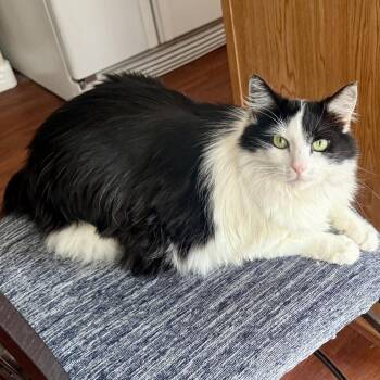 Samantha -  Domestic Long Hair and Domestic Short Hair Cat for Adoption in Bullhead City, Arizona - Samantha | PetCurious