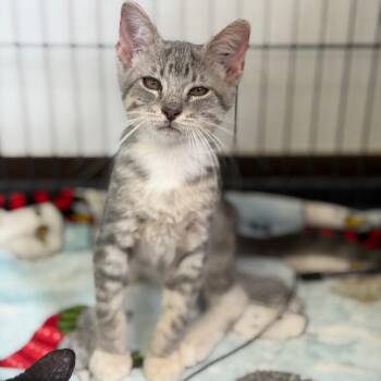 Dahmer -  Domestic Short Hair Cat for Adoption in Fort Smith, Arkansas - Dahmer | PetCurious