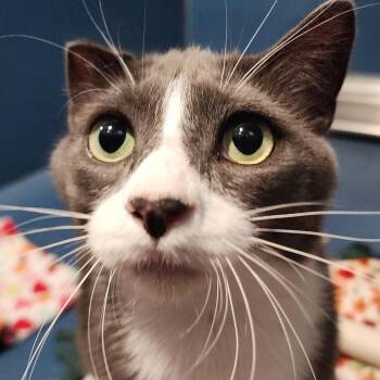 Domestic Short Hair Cats Available for Adoption - Tommy Boy | PetCurious