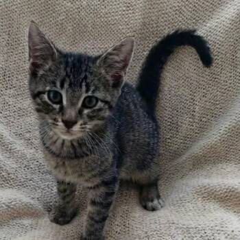 Wynken -  Tabby Cat for Adoption in Wyandotte, Michigan - Wynken | PetCurious
