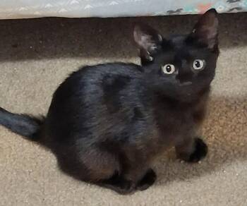 Aria -  Domestic Short Hair Cat for Adoption in Oviedo, Florida - Aria | PetCurious