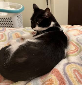 Rescue Domestic Medium Hair Cats for Adoption in Avon, New York - Luna | PetCurious