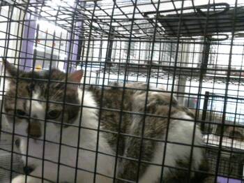 Rescue Domestic Short Hair Cats for Adoption in Houston, Texas - MISHA | PetCurious