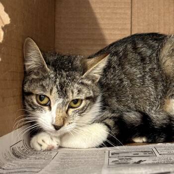 Hershey -  Domestic Short Hair Cat for Adoption in Springtown, Texas - Hershey | PetCurious