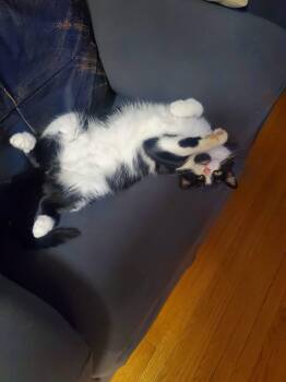 Domestic Short Hair Cats Available for Adoption - Meow Mix | PetCurious