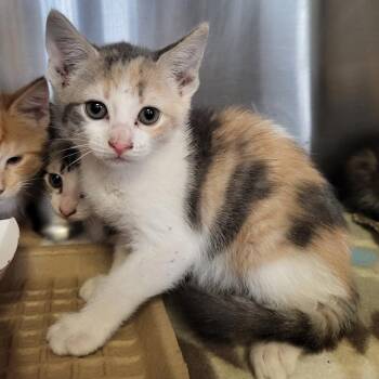 Skye -  Domestic Short Hair Cat for Adoption in Lake Panasoffkee, Florida - Skye | PetCurious