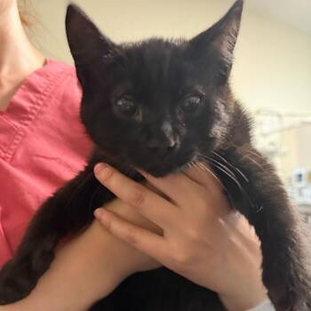 Domestic Short Hair Cats Available for Adoption in Enfield, New Hampshire - Polywog | PetCurious
