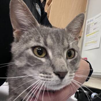 Domestic Short Hair Cats Available for Adoption in Memphis, Tennessee - Tommy | PetCurious