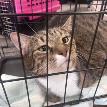 Domestic Short Hair Cats Available for Adoption in Philadelphia, Pennsylvania - Cotton | PetCurious