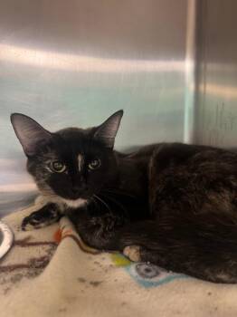 Lychee -  Domestic Short Hair Cat for Adoption in Belton, Texas - Lychee | PetCurious