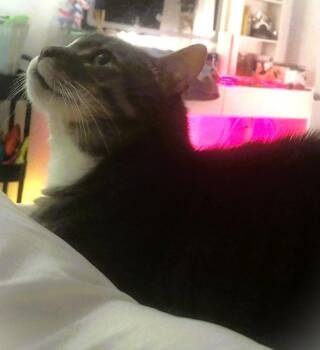 Big Trigger -  Domestic Short Hair Cat for Adoption in Trenton, New Jersey - Big Trigger | PetCurious