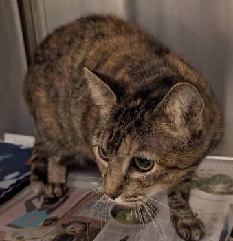 Torbie Cats Available for Adoption in Plano, Texas - Kiwi A216543 | PetCurious