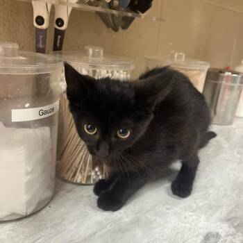 Kuro -  Domestic Short Hair Cat for Adoption in Lewisburg, West Virginia - Kuro | PetCurious