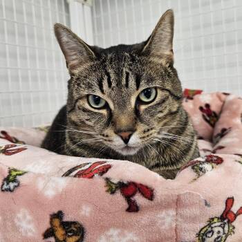 Domestic Short Hair Cats Available for Adoption in Medfield, Massachusetts - Luca | PetCurious