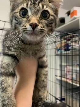 Blathers -  Domestic Short Hair Cat for Adoption in Wetaskiwin, Alberta - Blathers | PetCurious