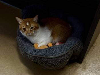 Domestic Short Hair Cats Available for Adoption in Jurupa Valley, California - Teddi | PetCurious