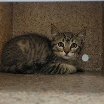 DJ Catnip -  Domestic Short Hair Cat for Adoption in Salt Lake City, Utah - DJ Catnip | PetCurious