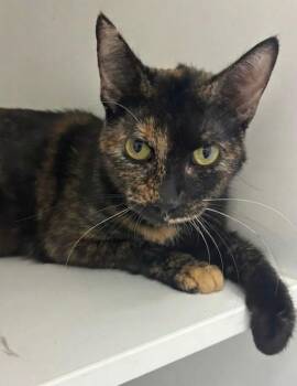 Linda -  Domestic Short Hair Cat for Adoption in Hartsville, South Carolina - Linda | PetCurious