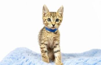 MAX -  Domestic Short Hair Cat for Adoption in Fort Lauderdale, Florida - MAX | PetCurious
