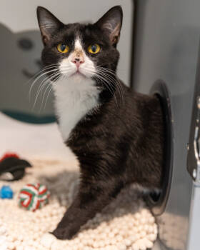 Rescue Domestic Short Hair Cats for Adoption in Leesburg, Virginia - BOWSER JR | PetCurious