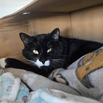 Domestic Short Hair Cats Available for Adoption - Socks | PetCurious