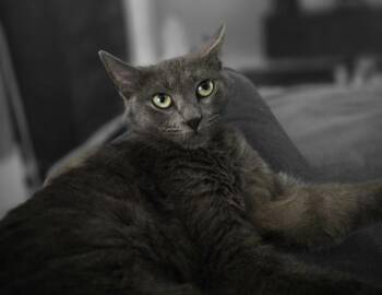 Russian Blue and Domestic Short Hair Cats Available for Adoption in Houston, Texas - Sinij | PetCurious