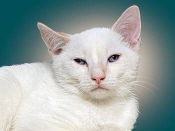 SNOWBALL -  Domestic Short Hair Cat for Adoption in Fort Lauderdale, Florida - SNOWBALL | PetCurious