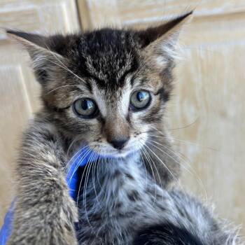 Mirth -  Domestic Short Hair Cat for Adoption in Kanab, Utah - Mirth | PetCurious