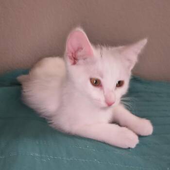 Domestic Short Hair Cats Available for Adoption in Long Beach, California - Bowey | PetCurious