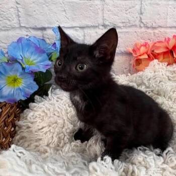 Ricky -  Domestic Short Hair Cat for Adoption in Harrisonburg, Virginia - Ricky | PetCurious