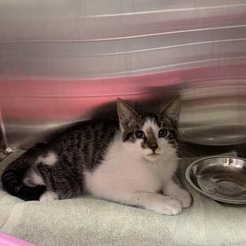 Face Time -  Domestic Short Hair Cat for Adoption in Morganton, North Carolina - Face Time | PetCurious