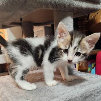 Domestic Short Hair Cats Available for Adoption in Santa Susana, California - Bean | PetCurious